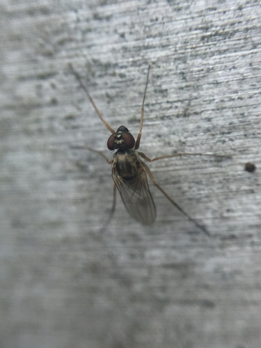 Medetera diadema