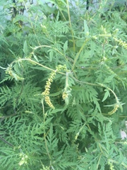 Ambrosia artemisiifolia