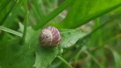 Helicoidea