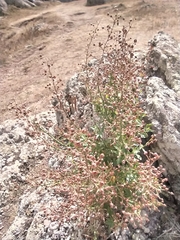 Scrophularia rupestris
