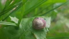 Helicoidea