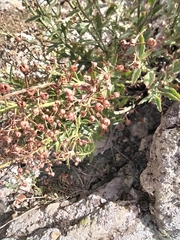 Scrophularia rupestris