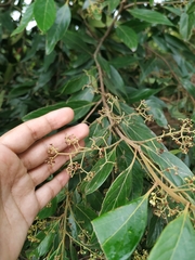 Nectandra
