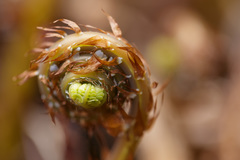 Adiantum aleuticum aleuticum