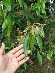 Nectandra