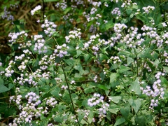 Fleischmannia incarnata