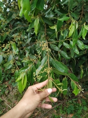 Nectandra