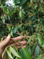 Nectandra