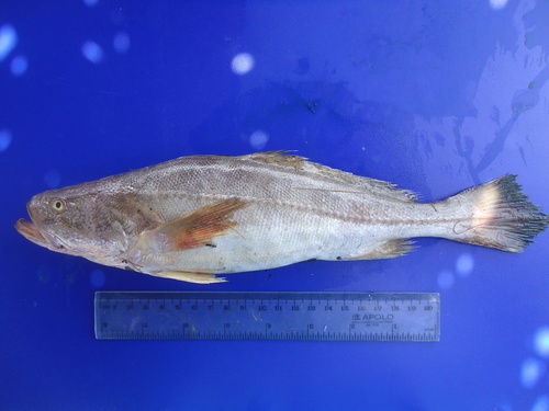 Pacifische kleinoog-omber (Nebris occidentalis) — Sciaenidae