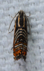 Thaumatographa jonesi