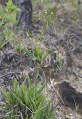 Bupleurum stenophyllum
