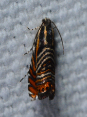Thaumatographa jonesi