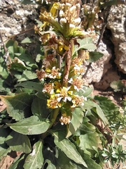 Solidago virgaurea taurica