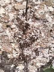 Solidago virgaurea taurica