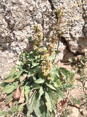 Solidago virgaurea taurica