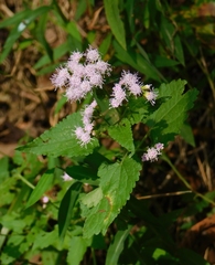 Fleischmannia incarnata