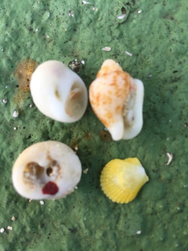 Lindapecten muscosus