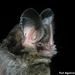 Striped Hairy-nosed Bat - Photo (c) yuriaguire88, some rights reserved (CC BY-NC)