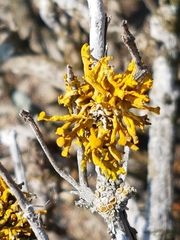 Dufourea flammea