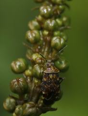 Monalocorisca