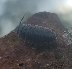 Porcellio scaber