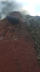 Porcellio scaber
