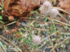 Trifolium arvense