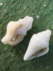 Monoplex nicobaricus