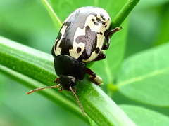 Calligrapha intermedia