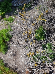 Dufourea flammea