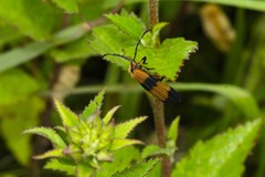 Calopteron reticulatum