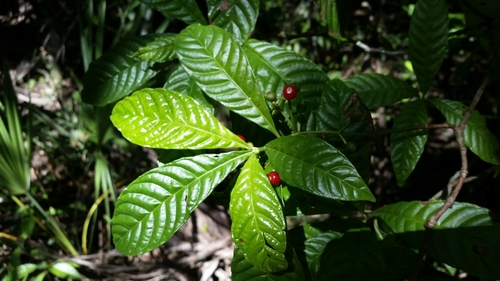 Psychotria nervosa