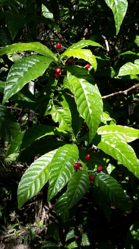 Psychotria nervosa
