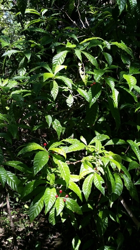 Psychotria nervosa