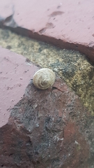Helicoidea