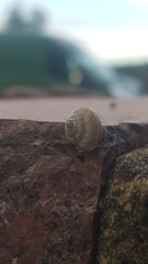 Helicoidea