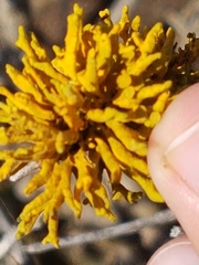Dufourea flammea