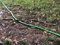 Pantherophis spiloides