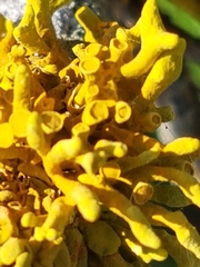 Dufourea flammea