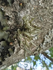 Ramalina fraxinea