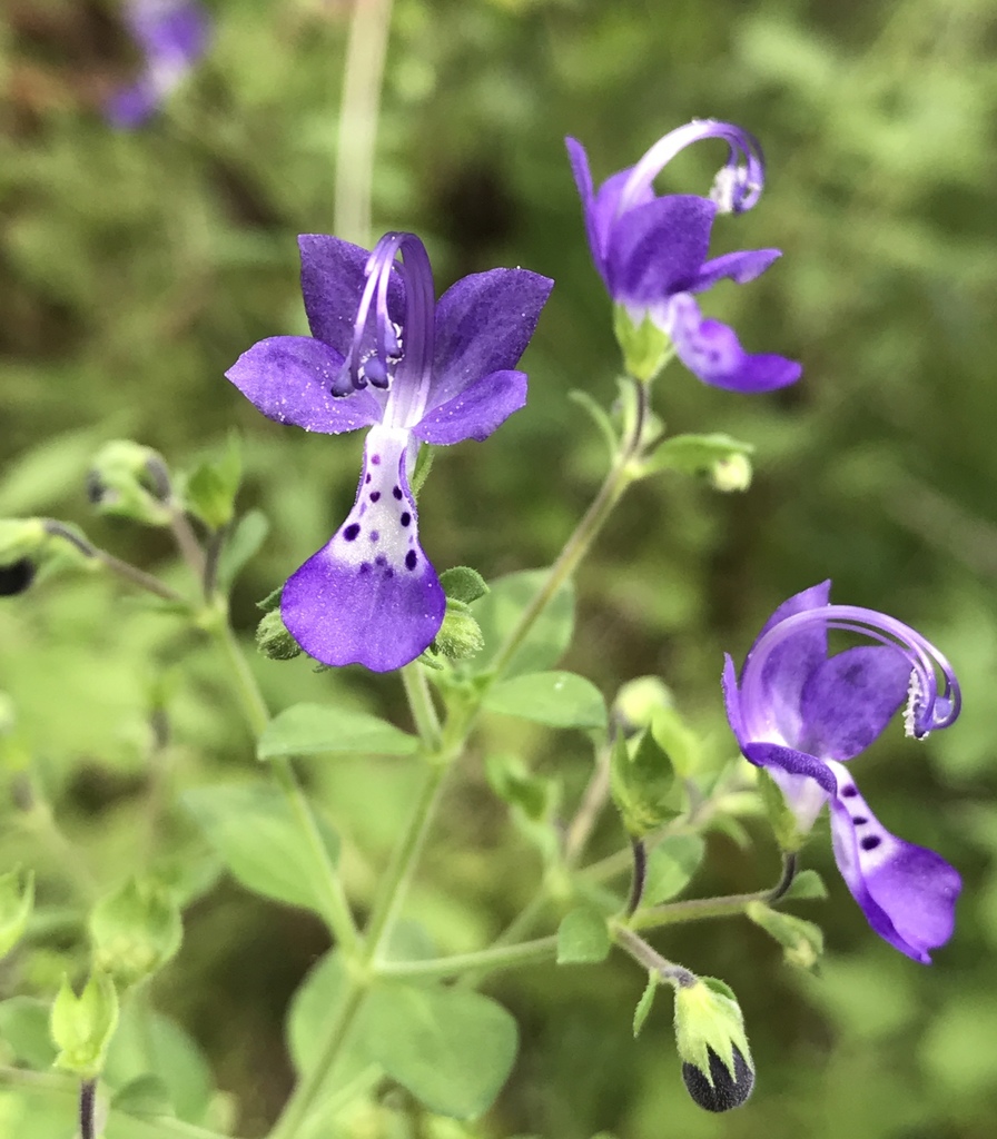 mint family (Lamiaceae (Mint) of the Pacific Northwest) · iNaturalist