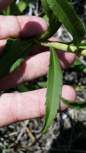 Image of Solidago leavenworthii by (c) Jay Horn, some rights reserved (CC BY)