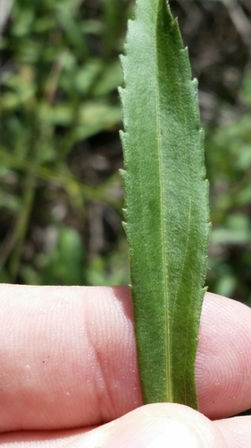 Image of Solidago leavenworthii by (c) Jay Horn, some rights reserved (CC BY)
