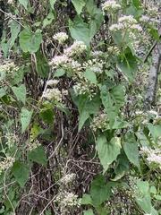 Mikania scandens image