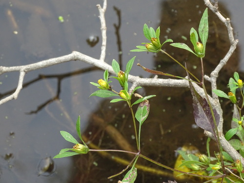 Bidens discoidea