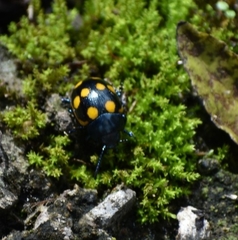 Labidomera suturella