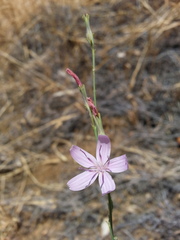 Stephanomeria exigua