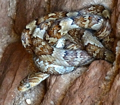 Trimorphodon paucimaculatus