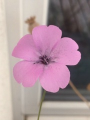 Eudianthe coeli-rosa