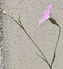 Eudianthe coeli-rosa